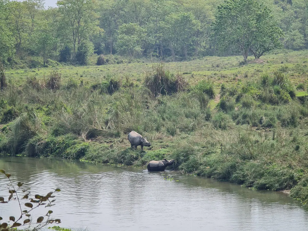 Rhinoceros in the habitat