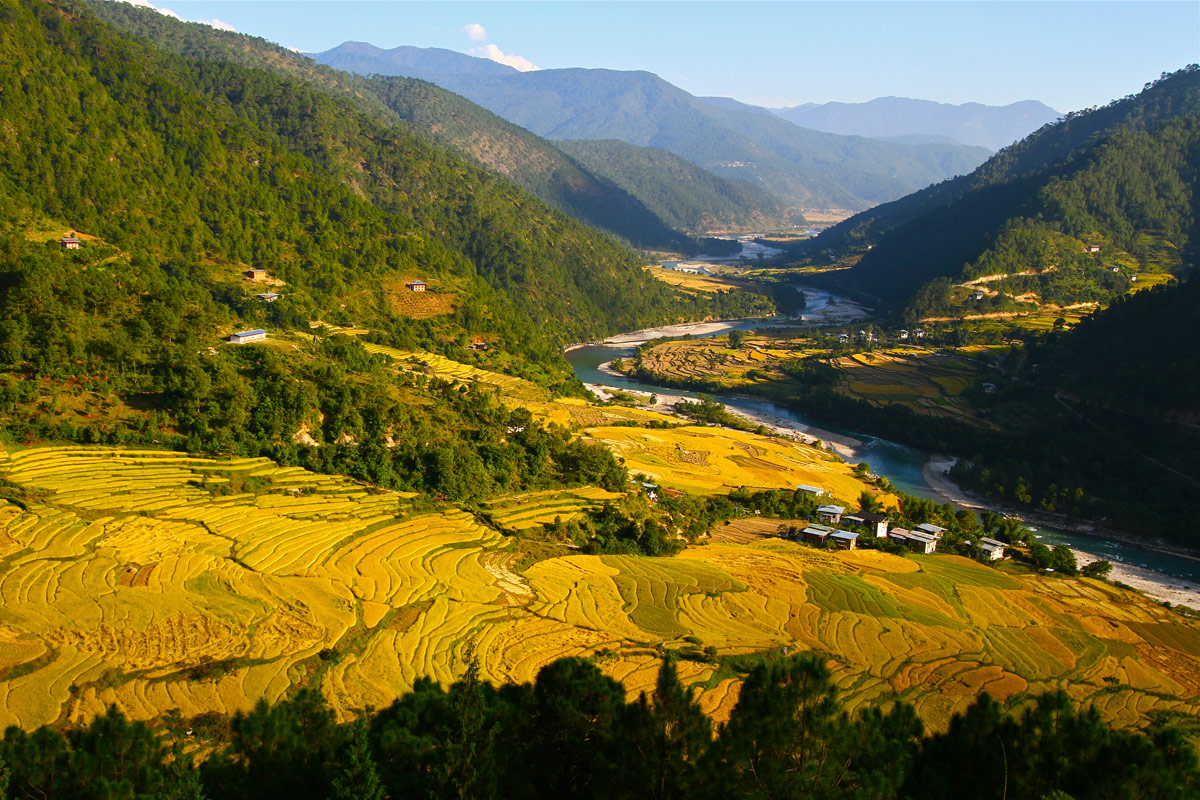When is the Best Time to Visit Bhutan? 3 Rice fields in Punakha valley