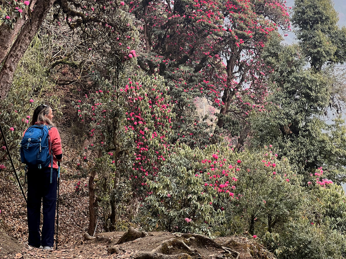 Things to do during Annapurna Base Camp Trek 4 A trekker pauses to admire blooming rhododendrons on the Annapurna Base Camp trail.