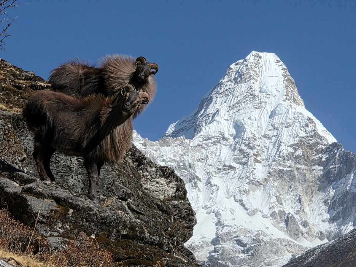 Where is Mount Everest Located? 5 Himalayan Tahr with Mt Amadablam in the background